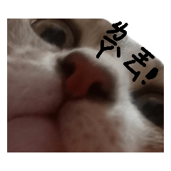 QQ小包被