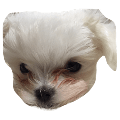 Maltese dog cute