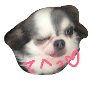 my dog's