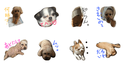 my dog's