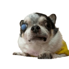 吉娃娃小可愛日常