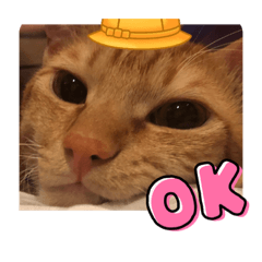 可愛寶貝寶貝寶貝寶貝吧貓