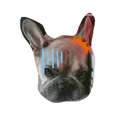 my dog is coming