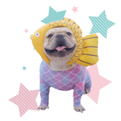 Hana frenchie