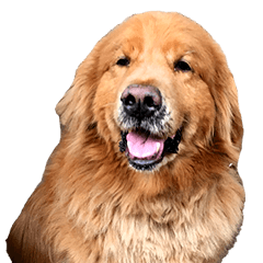 Golden Retriever Buran's daily