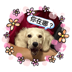 豆皮哥哥&Haru小綠茶