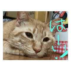 panda_20210629140030