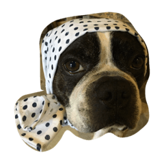 My Dog BOO – LINE stickers | LINE STORE