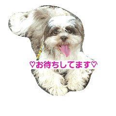 lovely Shih Tzu Don-kun