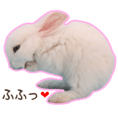 For a rabbit lover