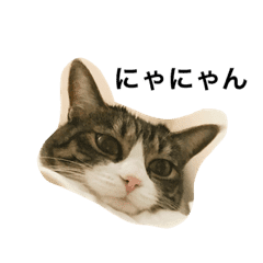 びびにゃんスタンプ Line スタンプ Line Store