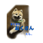Samurai Chagamaru