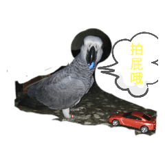 寶貝小妹和蜜袋鼠
