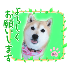 柴犬らんの日常⑦