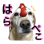 great individuality dogs