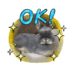 ringo_20210630060956