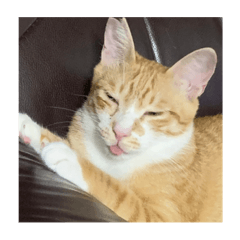 蛋黃的生活日常yuki