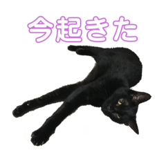 MAGURO(Black cat)