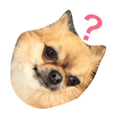 DOG name is kuma