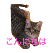 WINcat