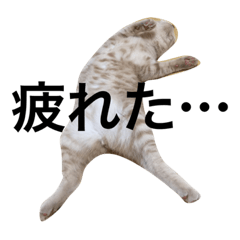 お茶目猫コロちゃんの可愛いスタンプ Line スタンプ Line Store