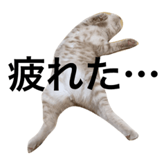 お茶目猫コロちゃんの可愛いスタンプ Line スタンプ Line Store お茶目猫コロちゃんの可愛いスタンプ Line スタンプ Line Store