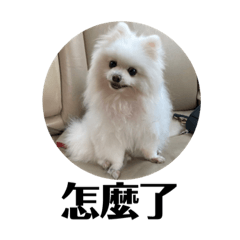 皮蛋寶寶的日常