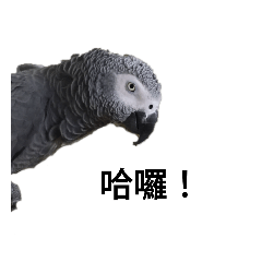 鳥鳥的人生