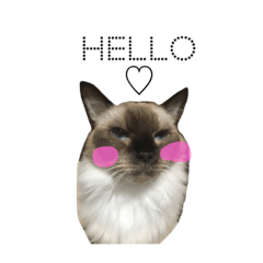 Daily routine of Ganglo cats