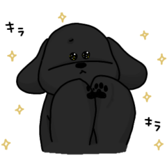 Black poodle 1-2