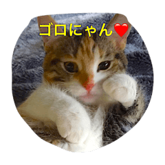 5cats life