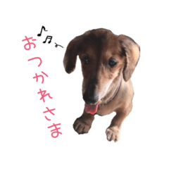 dachshund   LEON