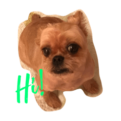 Brussels Griffon's funny stickers! 2
