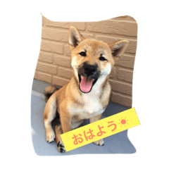 shiba-inu hana