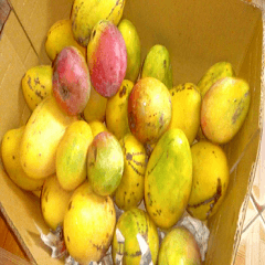 A box of mangoes