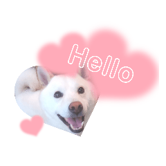 shiba inu  -Daikichi-