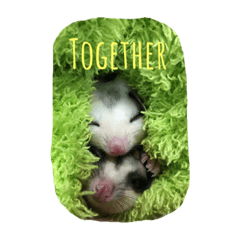 Sugar gliders family