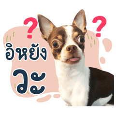 Funny dog audi