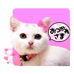Colorful kitty sticker!Short-legged cat.