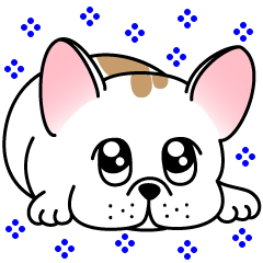 Cappucci kawaii frenchie from Japan