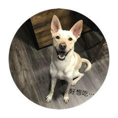 多多愛多多