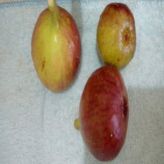 Figs in Grandma's Field