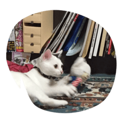 CHARMYCAT