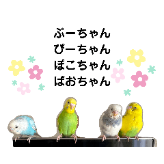 Pichan and birds!