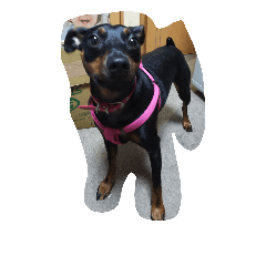 mydog.17
