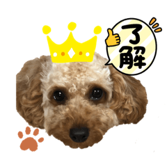 Cocoa_20210630163312