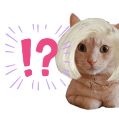 The cats are beautiful