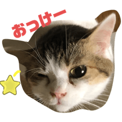 momocyan2