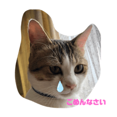 momocyan1