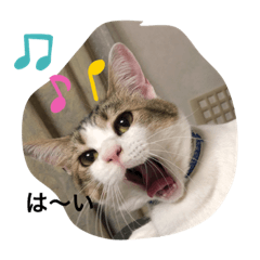 momocyan3